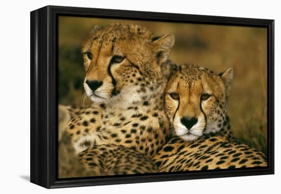 Cheetah Pair-null-Framed Premier Image Canvas