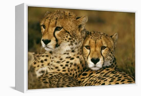Cheetah Pair-null-Framed Premier Image Canvas