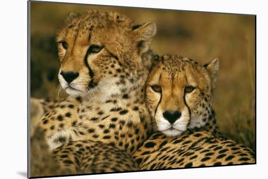 Cheetah Pair-null-Mounted Photographic Print