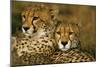 Cheetah Pair-null-Mounted Photographic Print
