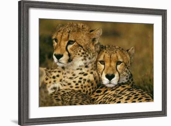 Cheetah Pair--Framed Photographic Print