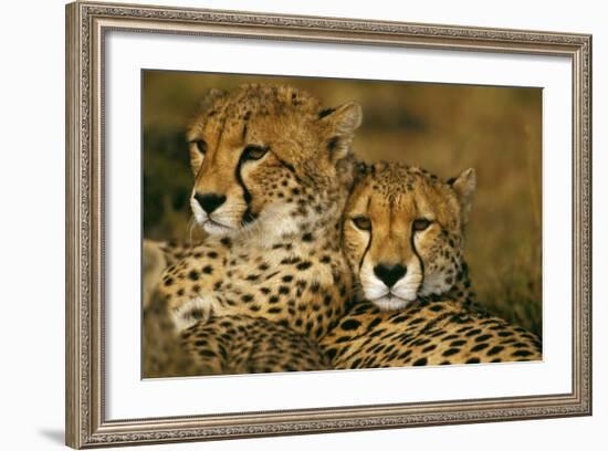 Cheetah Pair-null-Framed Photographic Print