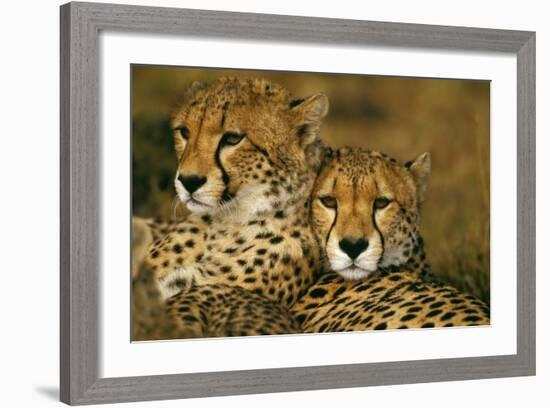 Cheetah Pair-null-Framed Photographic Print