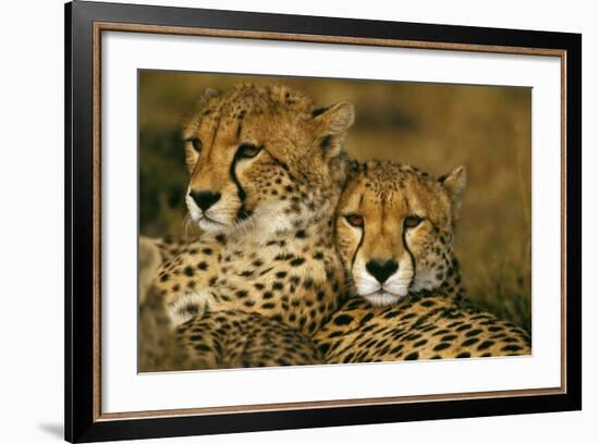 Cheetah Pair-null-Framed Photographic Print