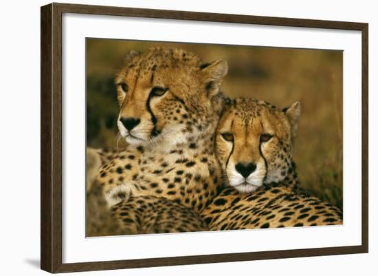 Cheetah Pair-null-Framed Photographic Print