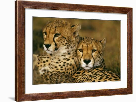 Cheetah Pair-null-Framed Photographic Print