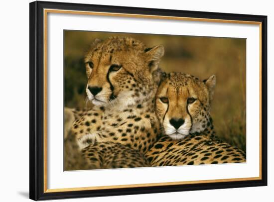 Cheetah Pair-null-Framed Photographic Print