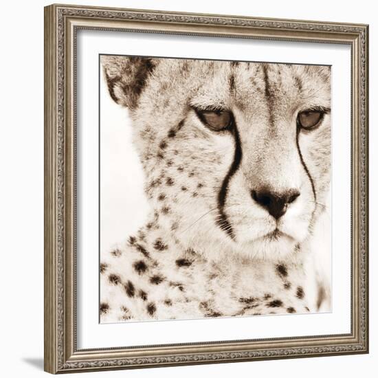 Cheetah Pattern-Frank & Susann Parker-Framed Art Print