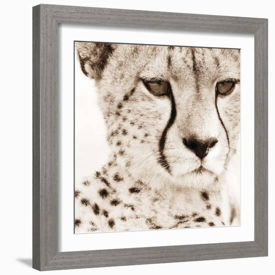 Cheetah Pattern-Frank & Susann Parker-Framed Art Print