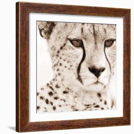 Cheetah Pattern-Frank & Susann Parker-Framed Art Print