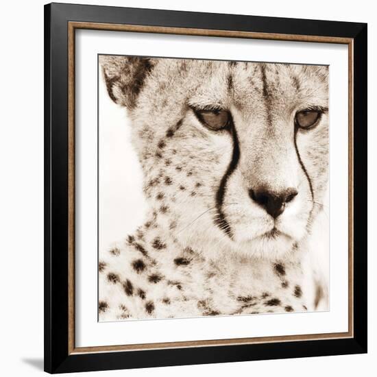 Cheetah Pattern-Frank & Susann Parker-Framed Art Print