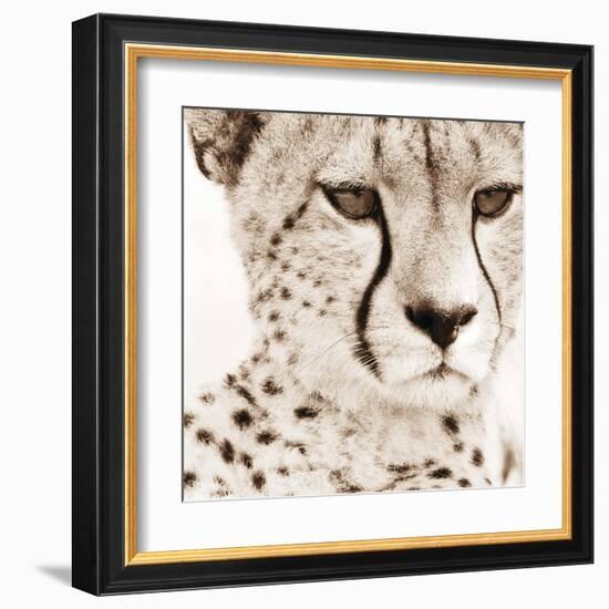 Cheetah Pattern-Frank & Susann Parker-Framed Art Print