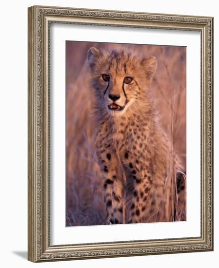 Cheetah, Phinda Reserve, South Africa-Gavriel Jecan-Framed Photographic Print