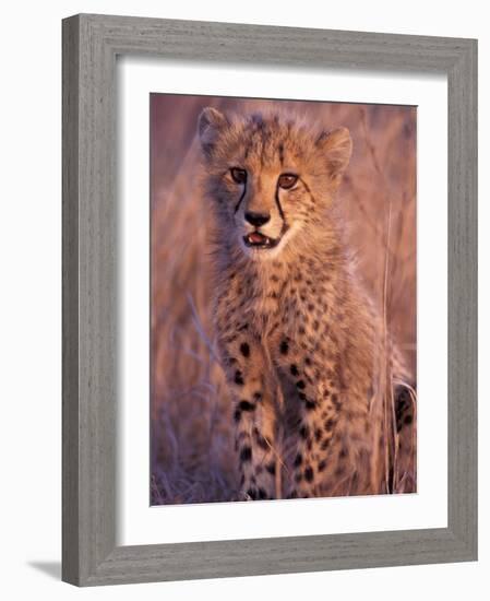 Cheetah, Phinda Reserve, South Africa-Gavriel Jecan-Framed Photographic Print