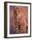 Cheetah, Phinda Reserve, South Africa-Gavriel Jecan-Framed Photographic Print