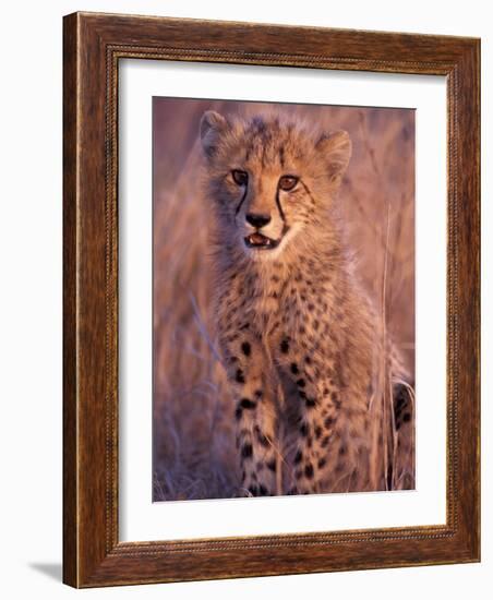 Cheetah, Phinda Reserve, South Africa-Gavriel Jecan-Framed Photographic Print