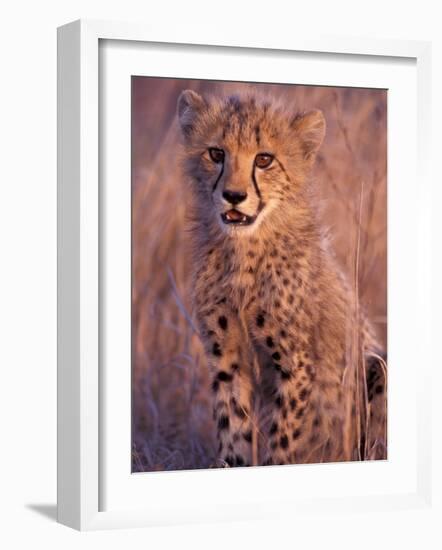 Cheetah, Phinda Reserve, South Africa-Gavriel Jecan-Framed Photographic Print