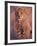 Cheetah, Phinda Reserve, South Africa-Gavriel Jecan-Framed Photographic Print