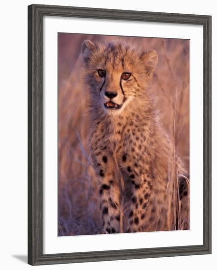 Cheetah, Phinda Reserve, South Africa-Gavriel Jecan-Framed Photographic Print