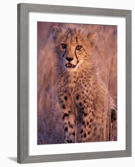 Cheetah, Phinda Reserve, South Africa-Gavriel Jecan-Framed Photographic Print