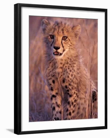 Cheetah, Phinda Reserve, South Africa-Gavriel Jecan-Framed Photographic Print