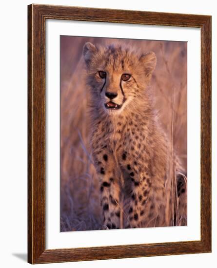 Cheetah, Phinda Reserve, South Africa-Gavriel Jecan-Framed Photographic Print