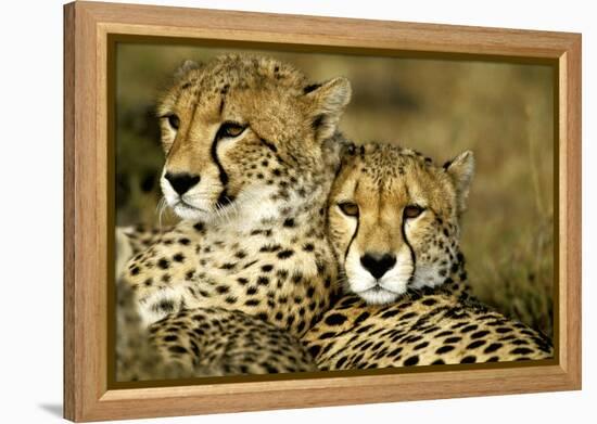 Cheetah Portrait of Pair Close Together-null-Framed Premier Image Canvas