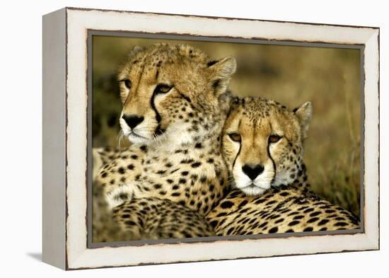 Cheetah Portrait of Pair Close Together-null-Framed Premier Image Canvas