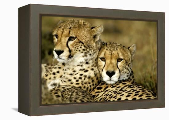 Cheetah Portrait of Pair Close Together-null-Framed Premier Image Canvas