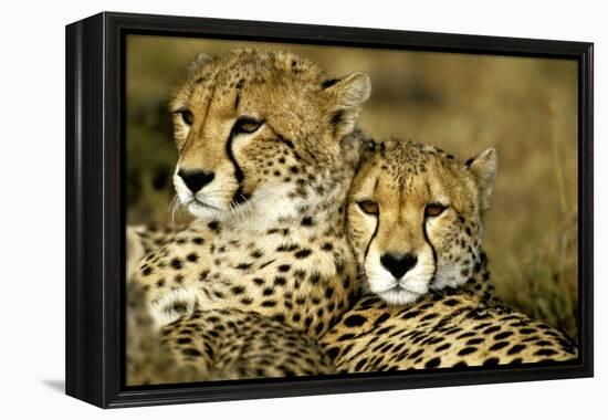 Cheetah Portrait of Pair Close Together-null-Framed Premier Image Canvas