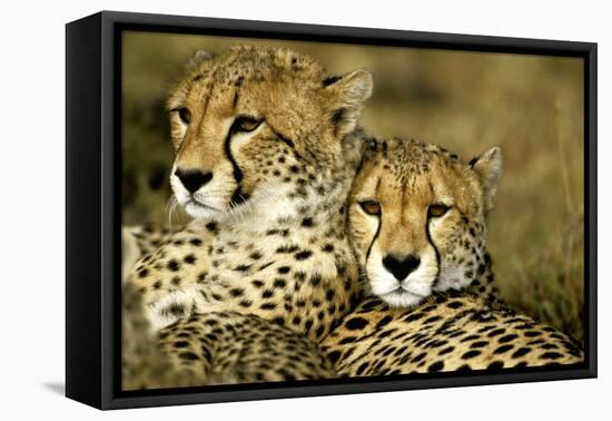 Cheetah Portrait of Pair Close Together-null-Framed Premier Image Canvas