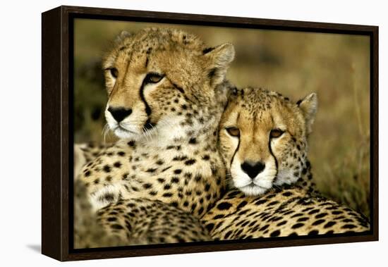 Cheetah Portrait of Pair Close Together-null-Framed Premier Image Canvas