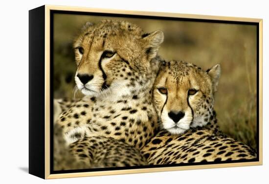 Cheetah Portrait of Pair Close Together-null-Framed Premier Image Canvas