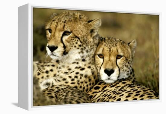 Cheetah Portrait of Pair Close Together-null-Framed Premier Image Canvas