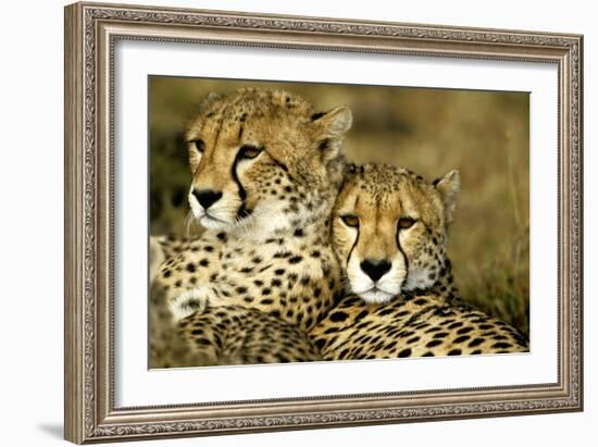 Cheetah Portrait of Pair Close Together--Framed Photographic Print