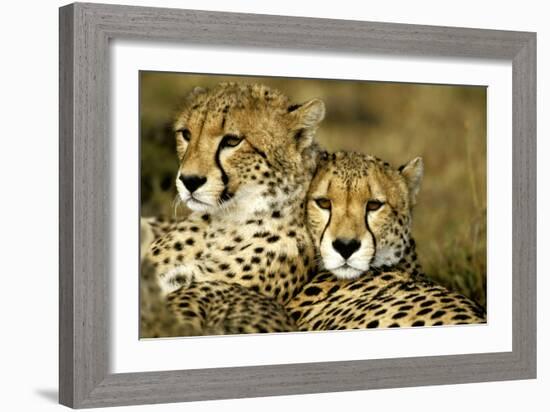 Cheetah Portrait of Pair Close Together-null-Framed Photographic Print