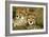 Cheetah Portrait of Pair Close Together-null-Framed Photographic Print