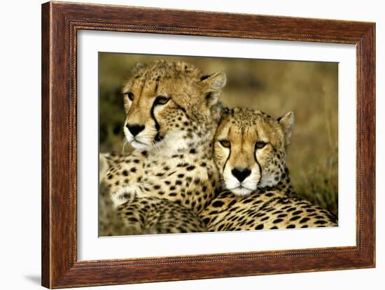 Cheetah Portrait of Pair Close Together-null-Framed Photographic Print