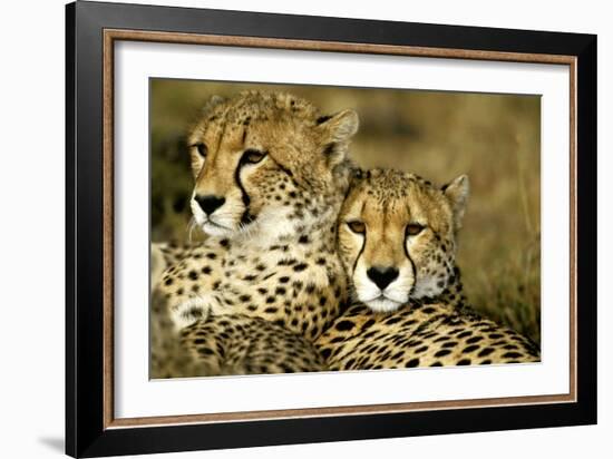 Cheetah Portrait of Pair Close Together-null-Framed Photographic Print