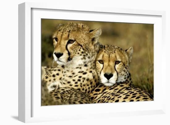 Cheetah Portrait of Pair Close Together-null-Framed Photographic Print