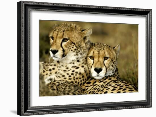 Cheetah Portrait of Pair Close Together-null-Framed Photographic Print