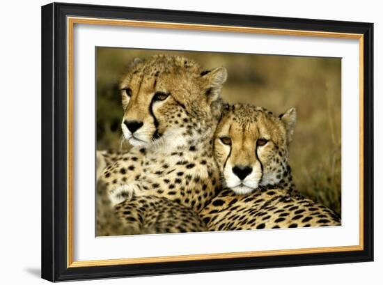 Cheetah Portrait of Pair Close Together-null-Framed Photographic Print