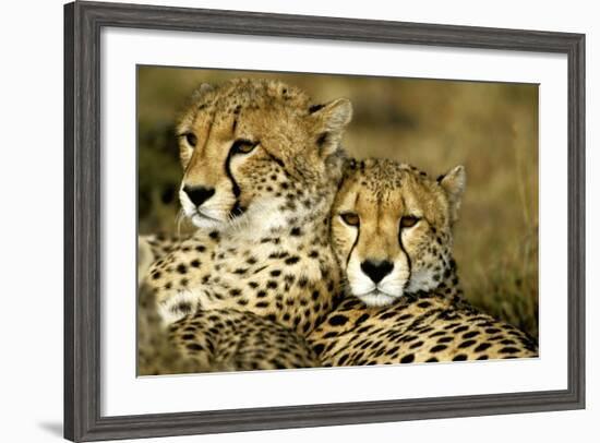 Cheetah Portrait of Pair Close Together-null-Framed Photographic Print