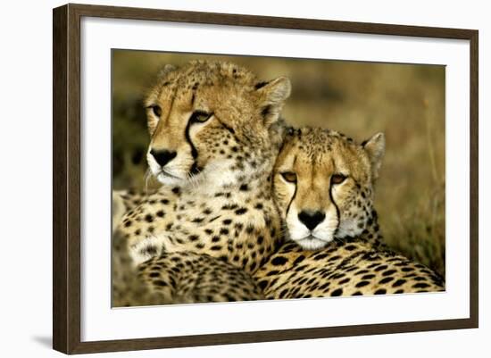 Cheetah Portrait of Pair Close Together-null-Framed Photographic Print