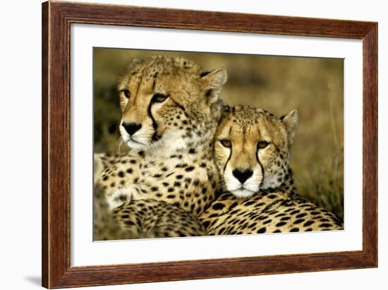 Cheetah Portrait of Pair Close Together-null-Framed Photographic Print