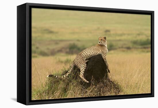 Cheetah Resting on Mound-null-Framed Premier Image Canvas