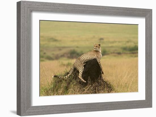 Cheetah Resting on Mound-null-Framed Photographic Print