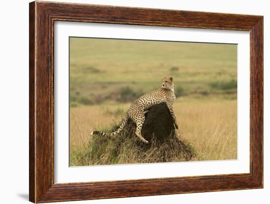 Cheetah Resting on Mound-null-Framed Photographic Print