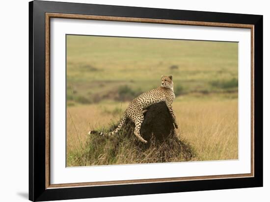 Cheetah Resting on Mound-null-Framed Photographic Print