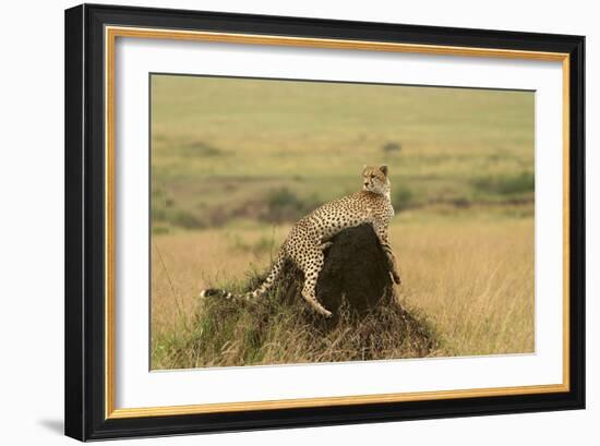 Cheetah Resting on Mound-null-Framed Photographic Print